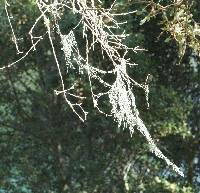 Ramalina menziesii image