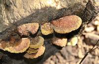 Phellinus gilvus image