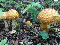 Amanita muscaria var. guessowii image