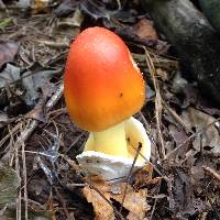 Amanita jacksonii image