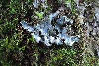 Peltigera collina image