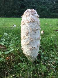 Coprinus comatus image