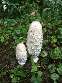 Coprinus comatus image