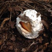 Amanita jacksonii image