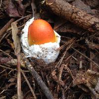 Amanita jacksonii image