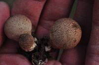 Lycoperdon umbrinum image