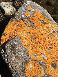 Xanthoria parietina var. parietina image