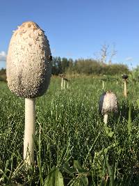 Coprinus comatus image