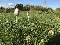 Coprinus comatus image