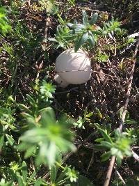 Agaricus bisporus image