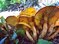 Omphalotus illudens image