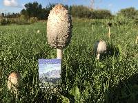 Coprinus comatus image