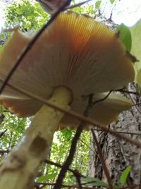 Amanita muscaria var. guessowii image