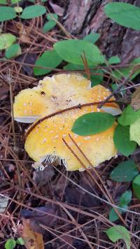 Amanita muscaria var. guessowii image