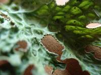 Lobaria pulmonaria image
