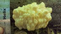 Hericium americanum image