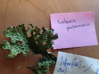 Lobaria pulmonaria image