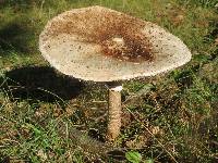 Macrolepiota procera var. procera image