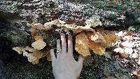 Laetiporus sulphureus image