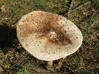 Macrolepiota procera var. procera image