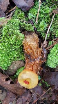 Calostoma cinnabarinum image