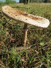 Macrolepiota procera var. procera image