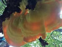 Laetiporus sulphureus image