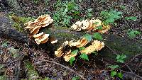 Laetiporus sulphureus image