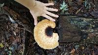 Polyporus squamosus image