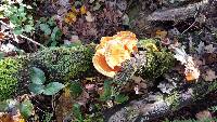 Laetiporus sulphureus image