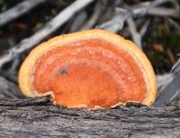 Pycnoporus coccineus image