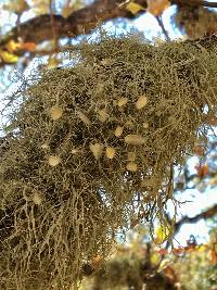 Usnea intermedia image