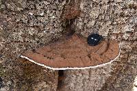 Ganoderma applanatum image