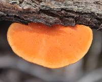 Pycnoporus coccineus image