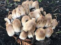 Coprinellus micaceus image