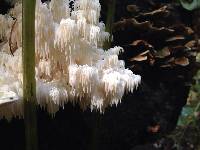 Hericium coralloides image