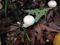 Lycoperdon perlatum image