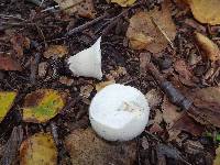 Lycoperdon perlatum image