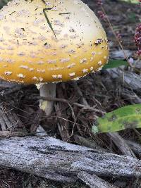 Amanita muscaria var. guessowii image