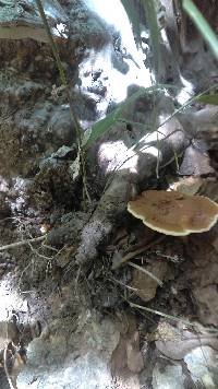 Ganoderma tsugae image