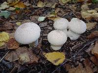 Lycoperdon perlatum image