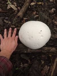 Calvatia gigantea image