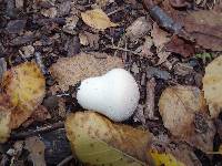 Lycoperdon perlatum image