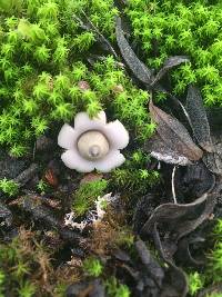 Geastrum saccatum image