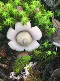 Geastrum saccatum image