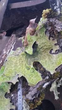 Lobaria pulmonaria image