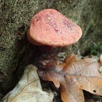 Fistulina hepatica image