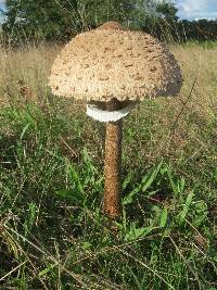 Macrolepiota procera var. procera image