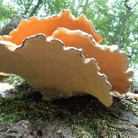 Laetiporus sulphureus image