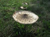 Macrolepiota procera var. procera image